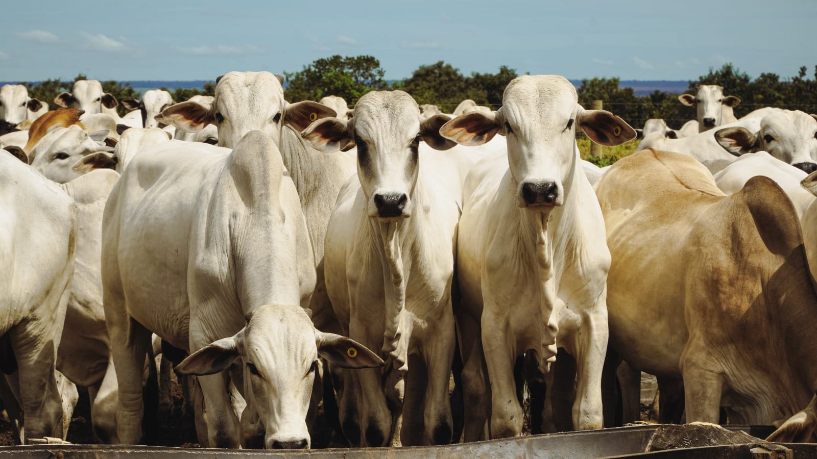 Além de cortes nobres, Mato Grosso lucra com a venda de pênis bovino no mercado asiático