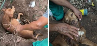 Pitbull é vítima de maus-tratos e enterrado vivo em Cuiabá; mulher é presa