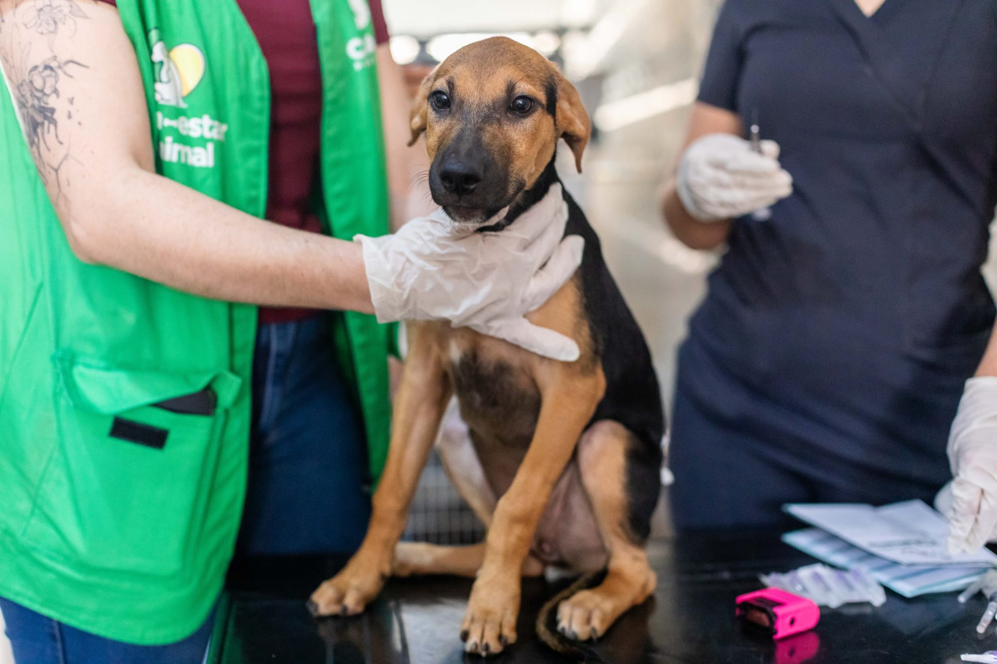 Prefeitura de Cuiabá atende 25 animais caninos da Ong Anjo de 4 Patas