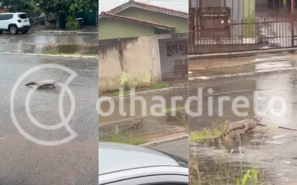 Jacaré é flagrado em rua de VG durante forte chuva e assusta moradores