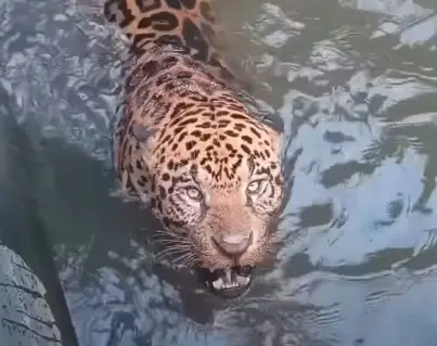 Onça-pintada presa em canal de usina é resgatada em Mato Grosso