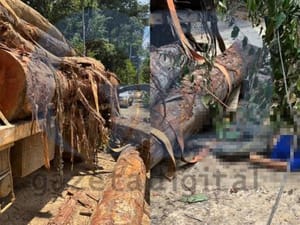 Acidente com tora de madeira mata homem em propriedade rural de cidade de Mato Grosso