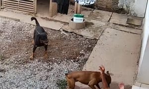 Vídeo flagra ataque de cachorro que matou idosa de 76 anos em Várzea Grande
