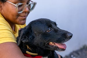 Prefeitura de Cuiabá prepara projeto para acolhimento de animais do canil municipal