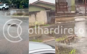 Jacaré é flagrado em rua de VG durante forte chuva e assusta moradores