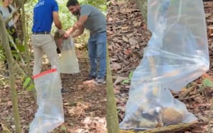 Ossada é encontrada em área de mata próxima a parque em Lucas do Rio Verde