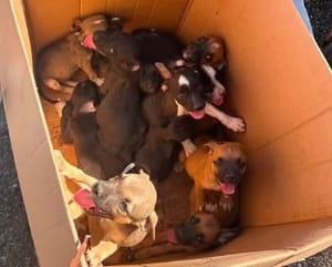 Homem abandona caixa com mais de 10 filhotes e é preso em Mato Grosso