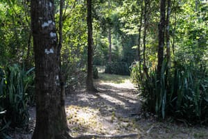 Prefeitura envia à Câmara projeto que endurece punições por danos à arborização pública