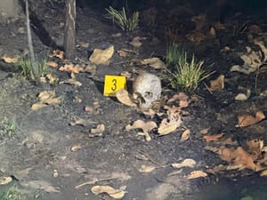 Crânio humano carbonizado é encontrado em mata próxima a Santo Antônio de Leverger