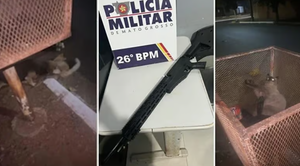 Homem é preso suspeito de atirar em gatos com arma de airsoft em Nova Mutum