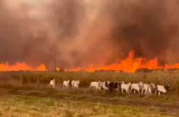 Gado foge de incêndio que destrói plantação e avança por fazendas em MT