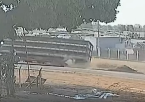 Vídeo mostra carreta com porcos tombando; animais são furtados após acidente